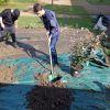 plantation